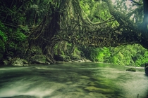 Living root bridge Mawlynnong Meghalaya India  