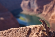 Lizard enjoying the Colorado river landscape at Horseshoe Bend Arizona 