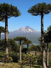 Llaima volcano Chile 