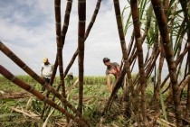 Local farmers cut sugar cane at Chea Khlang communes field in Prey Veng Cambodia 
