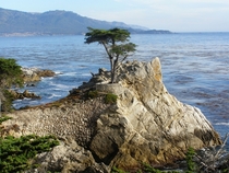Lone Cypress Tree on -mile drive in Monterey California 