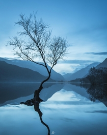 Lone tree during blue hour Llanberis North Wales 