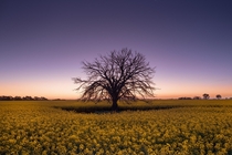 Lone Tree in a field of canola  x  Teesdale Australia