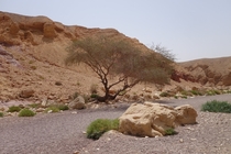 Lone tree in the desert near Eilat Israel 