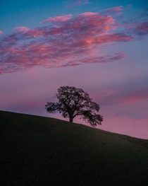 Lone tree on a hillside at sunset in Walnut Creek California 
