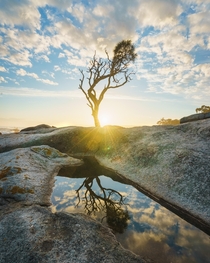 Lone Tree Tasmania Australia  rowansims