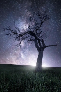 Lone tree under the Milky Way in southern Germany