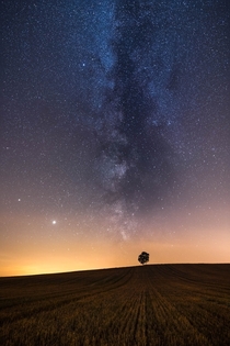Lone Tree Under The Stars 