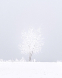Lone tree with a case of Jack Frost UT USA 