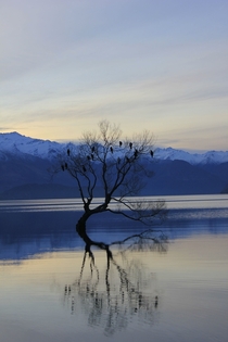 Lone Willow Tree in Lake Wanaka New Zealand 