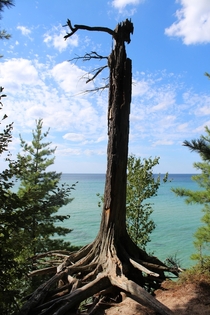 Lonely dead tree at Pictured Rocks Upper Michigan 