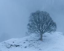 Lonely tree holding up - Grindelwald Switzerland OC x