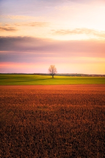 Lonely tree in the middle of a crop field Ontario Canada 