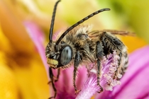 Long Horned Bee II 
