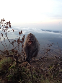 Long-tailed macaque at the summit of Mount Batur Indonesia 