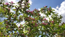 Lonicera Tatarica Tartarian honeysuckle bush against the beautiful sky 