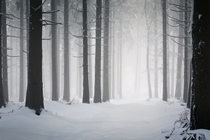 Looking for the Light - In the foggy midst of Germanys snow covered Black Forest  photo by Andreas Wonisch