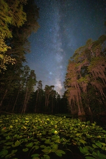 Looking out at the stars from inside the Okefenokee National Wildlife Refuge Stephen C Foster State Park sits inside the Refuge it was designated as an International Dark Sky Park a few years ago Its one of the best places in the Southeast for stargazing 