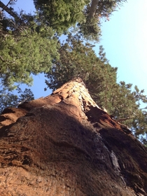 Looking up at a Giant Sequoia in Yosemite 