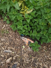 Looks like someone abandoned this porn in the bushes