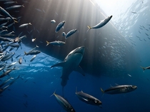 Lord of the Seas Great White Shark Guadalupe Island Photograph by Marc Henauer 