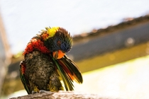 Lorikeet that just rolled out of bed 