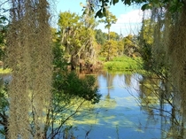 Louisiana Swamp  - Daniel Hill