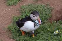 Loved seeing Puffins today on Skomer Island Wales