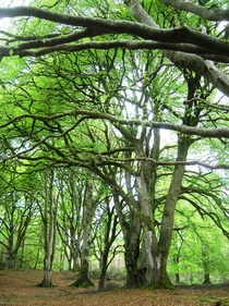 Loved these trees - Portumna Forest Ireland 