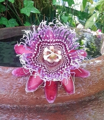 Lovely details and colors in this Passion Flower Passiflora 