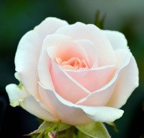 Lovely Rose 