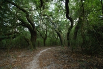 Lower Hillsborough Wilderness Preserve FL  x