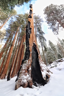 Lucked out with a sunny day after a winter storm Sequoia National Parkig-Andrew_Calder for more pics