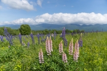 Lupines in Sugar Hill NH 
