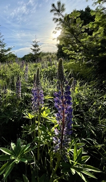 Lupines in the morning sun Discovery Park Seattle OC