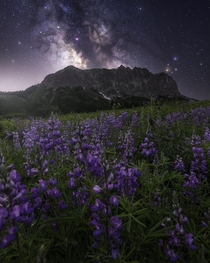 Lupines Under the Stars Crested Butte CO 