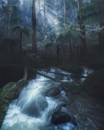Lush forest valley in the Dandenongs national park Australia 