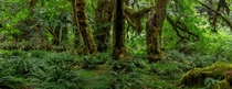 Lush temperate rainforest in Olympic National Park Washington 