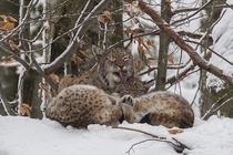 Lynx Family 