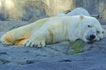 Lyutyik Louie the  lbs kg polar bear Ursus maritimus playing with a twig Alaska Zoo Anchorage  x-post rPolarBears
