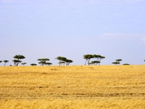 Maasai Mara Kenya 