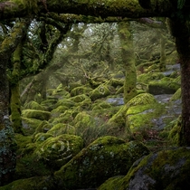 Magical scene in Wistmans Wood Dartmoor England 