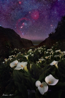 Magical Winter Milky Way Orion M M SH- Rosette setting over calla lilies 