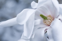 Magnolia stellata star magnolia 