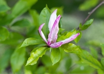 Magnolia unknown species 