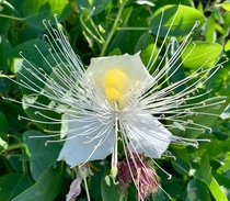 Maiapilo is the best smelling flower - Capparis sandwichiana Endemic to Hawaii 