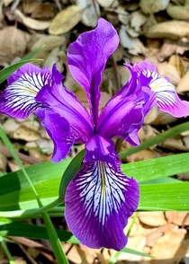 Main iris Iris douglasiana