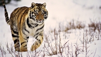 Majestic Tiger in the Taiga 