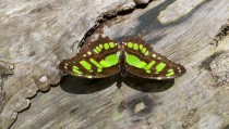 Malachite butterfly 