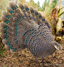 Malayan Peacock Pheasant